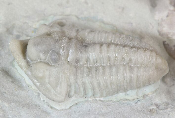 Rare, Snout Nosed Spathacalymene Trilobite - Indiana #23286